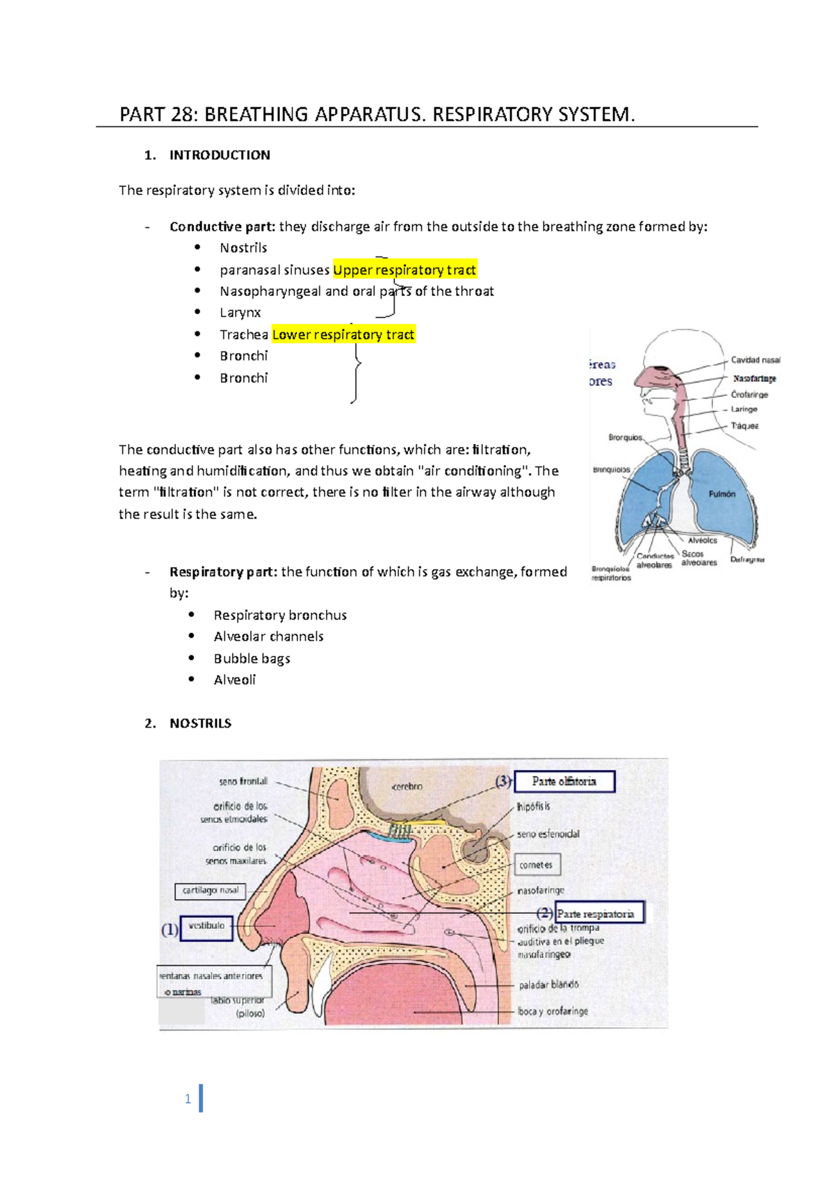 Lesson 28 - Respiratory System Overview and Key Points - Studocu