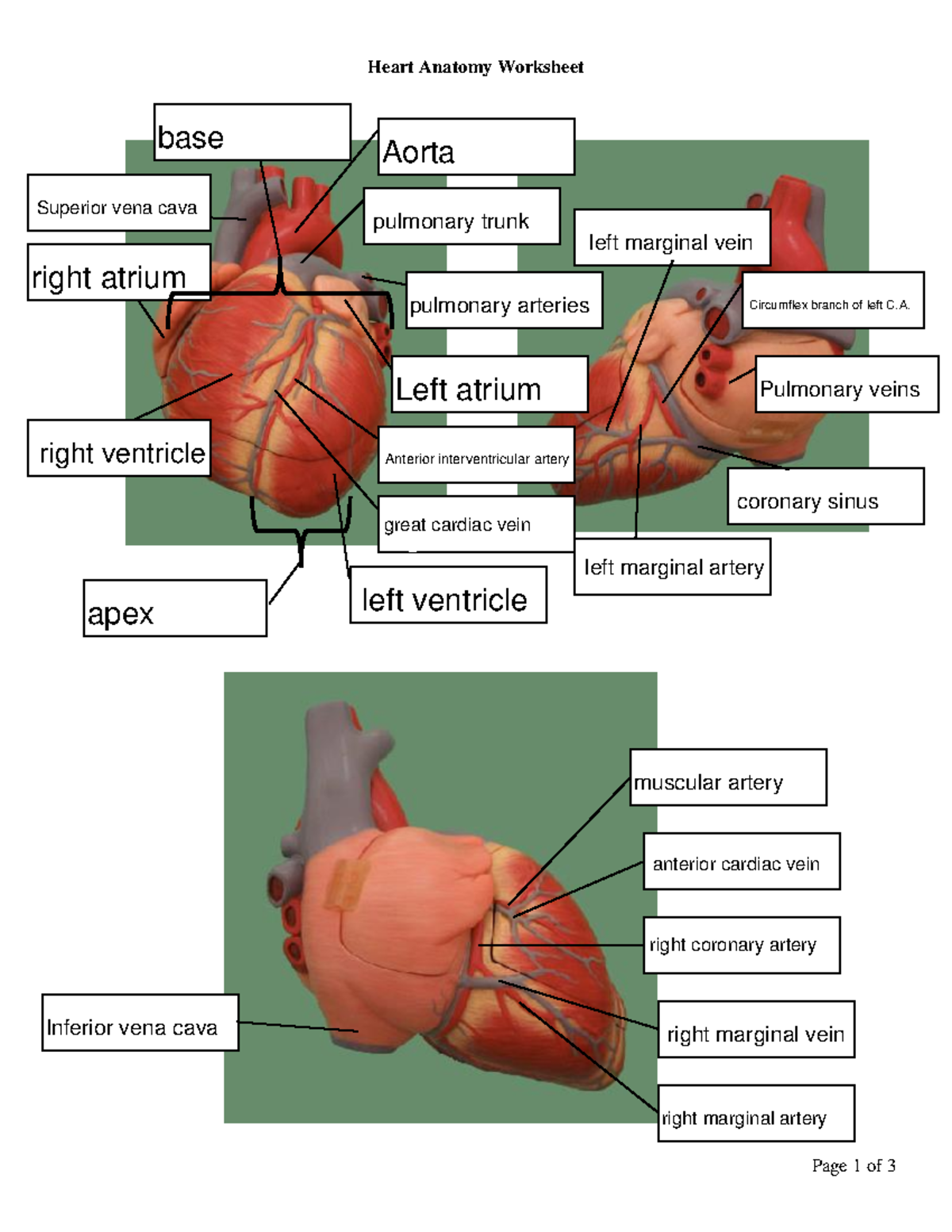 The Heart Labelling Worksheet