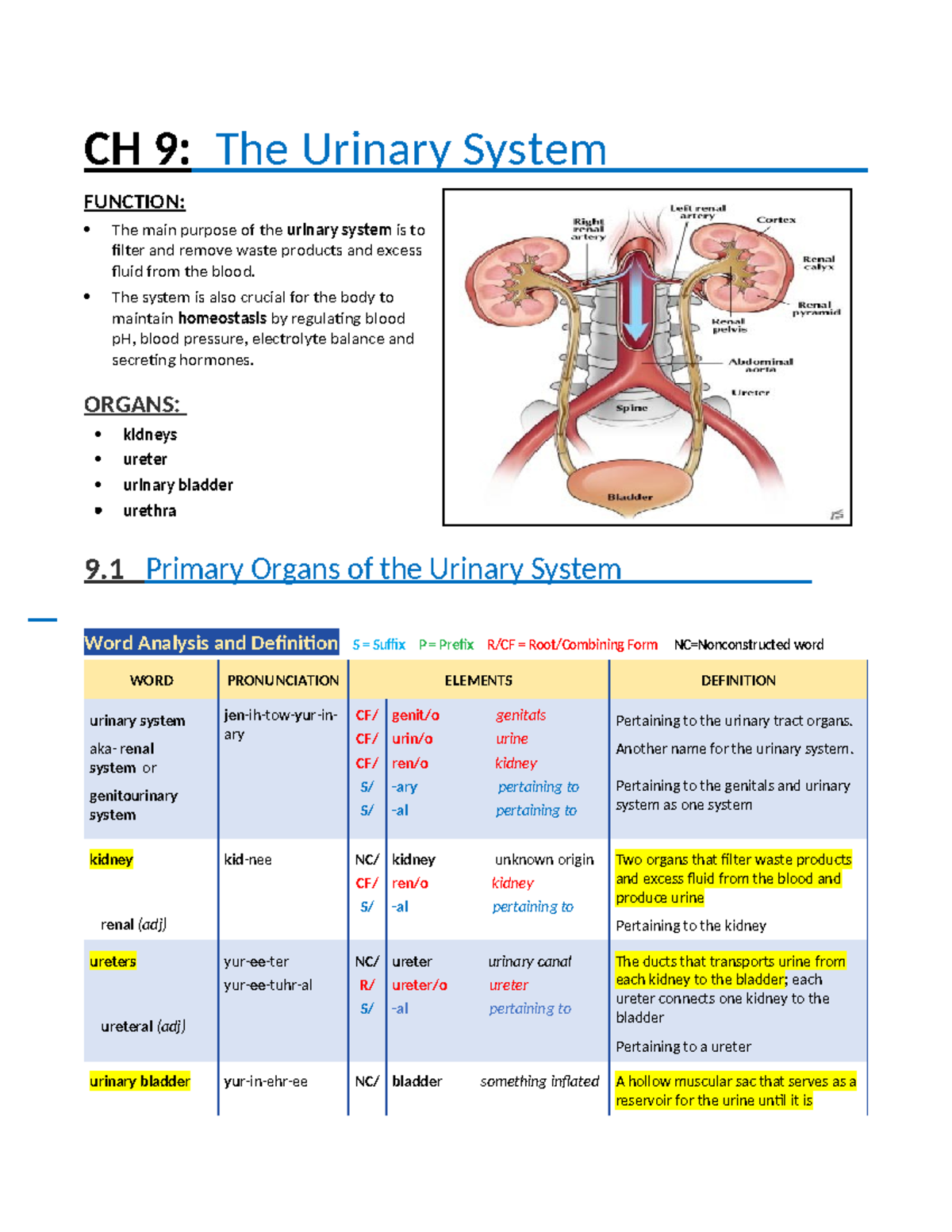 Chapter 9: The Urinary System - Functions, Structures & Pathology - Studocu