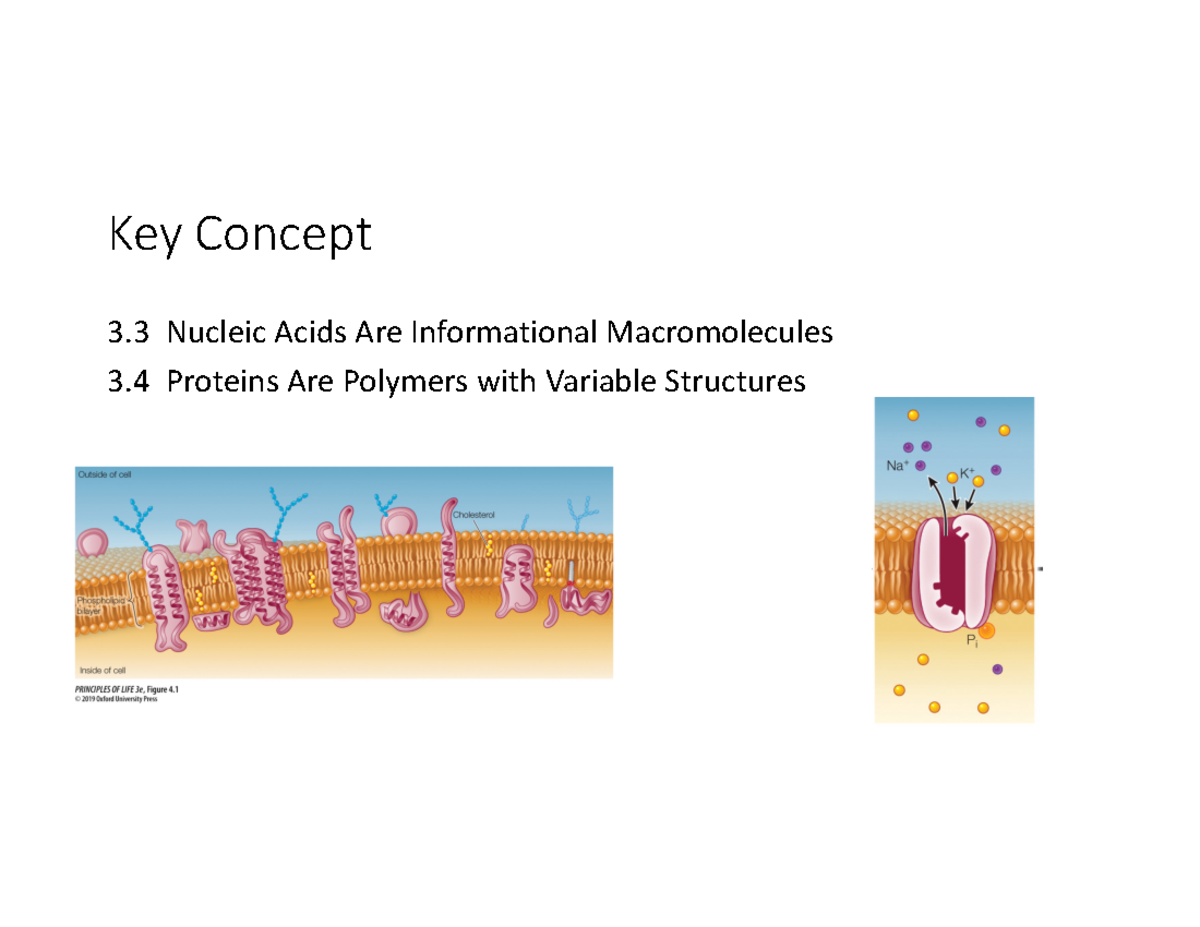 S25 BI108 Lecture 4: Insights on Nucleic Acids & Protein Structures ...