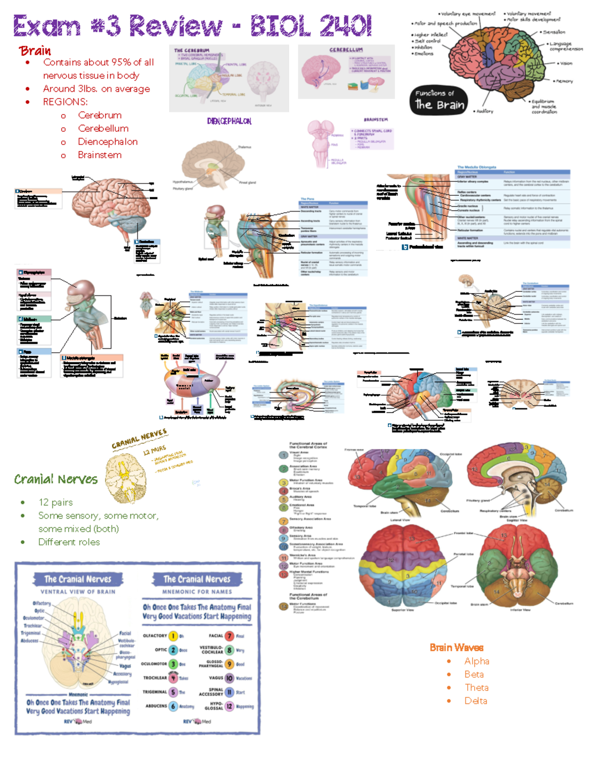 Exam #3 Study Guide – Nervous System & Special Senses - BIOL 2401 - Studocu