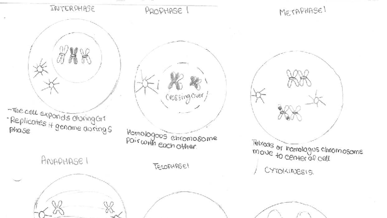 Meiosis Diagram 2: Stages of Cell Division and Chromosome Behavior ...