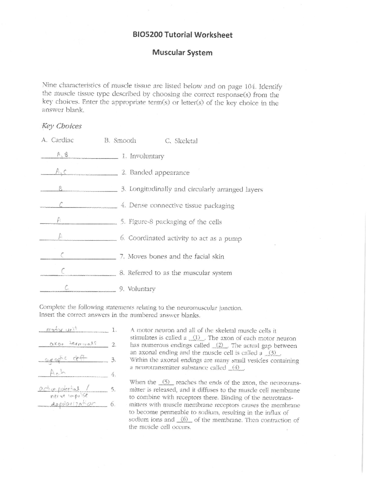Answers - Muscular System - BIO0005 - Studocu