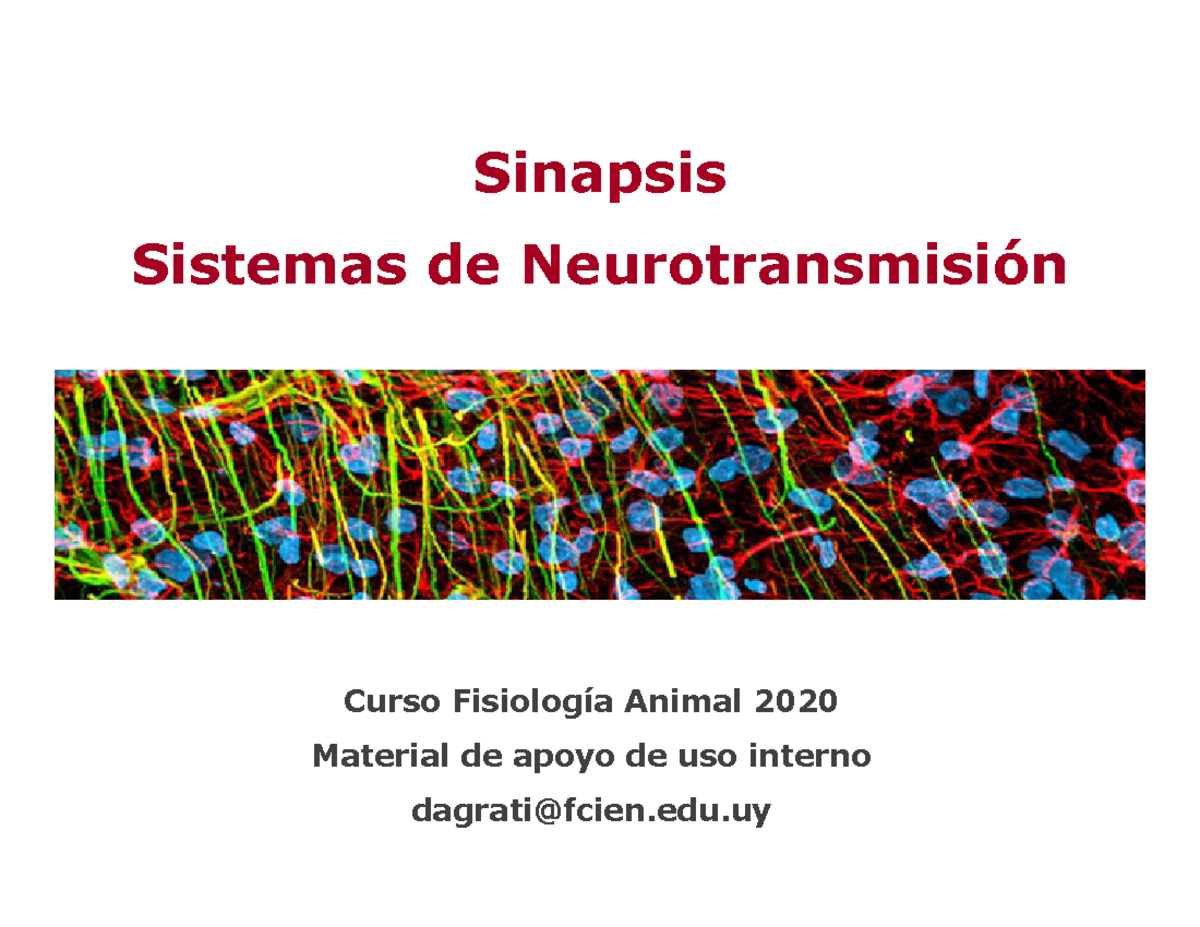 Sinapsis y Sistemas de Neurotransmisión - Curso Fisiología Animal 2020 ...