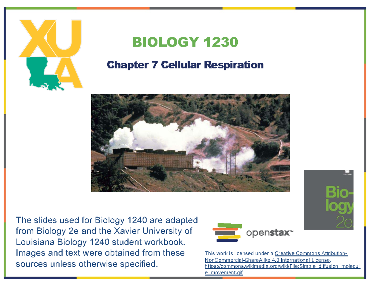 Biology 1230: Chapter 7 Cellular Respiration Overview & Pathways - Studocu