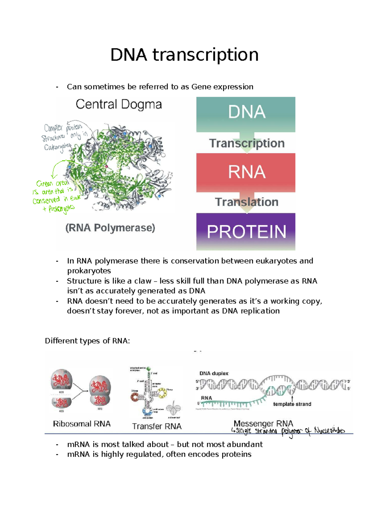 DNA Transcription Notes: Understanding Gene Expression and Regulation ...