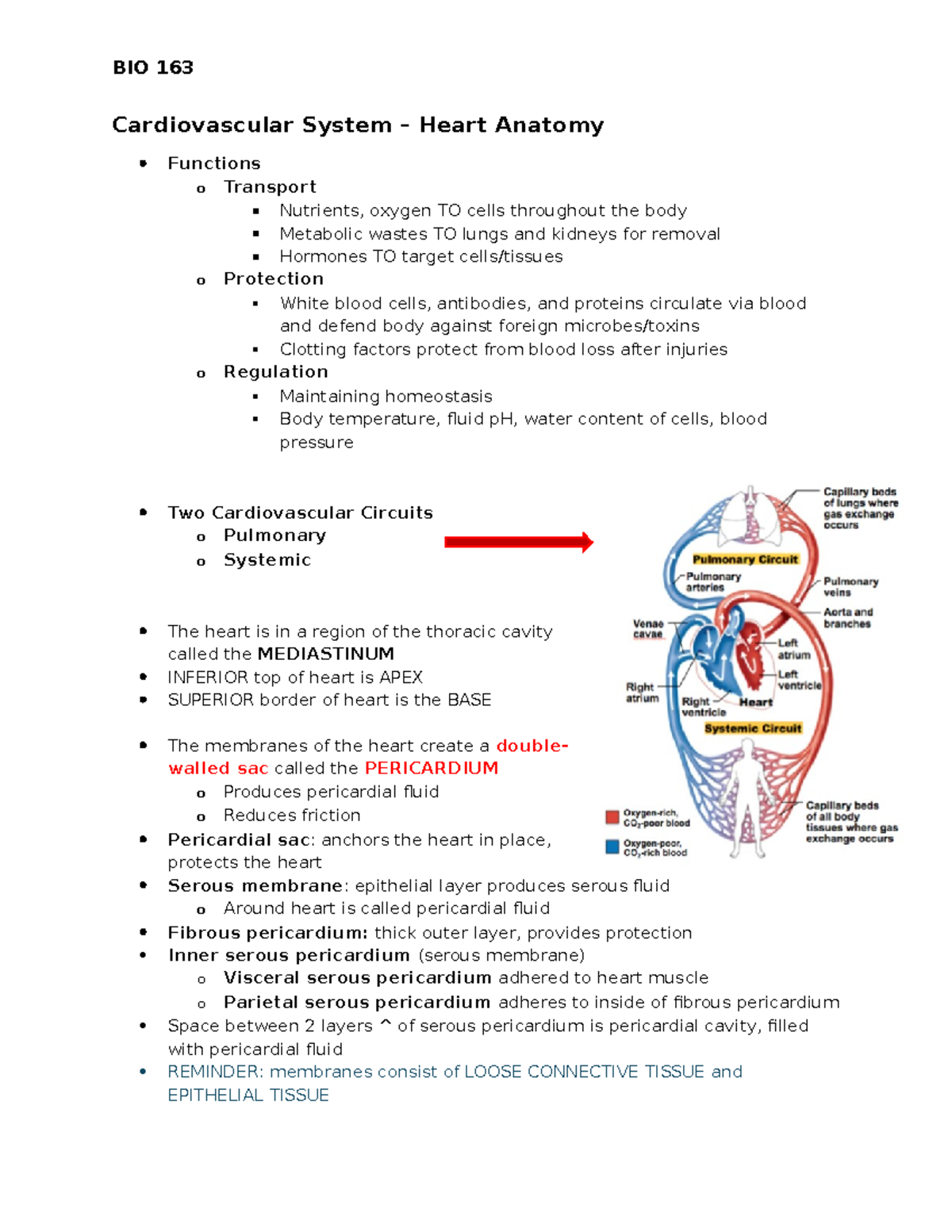 Cardiovascular System Anatomy & Function - Overview Notes - Studocu