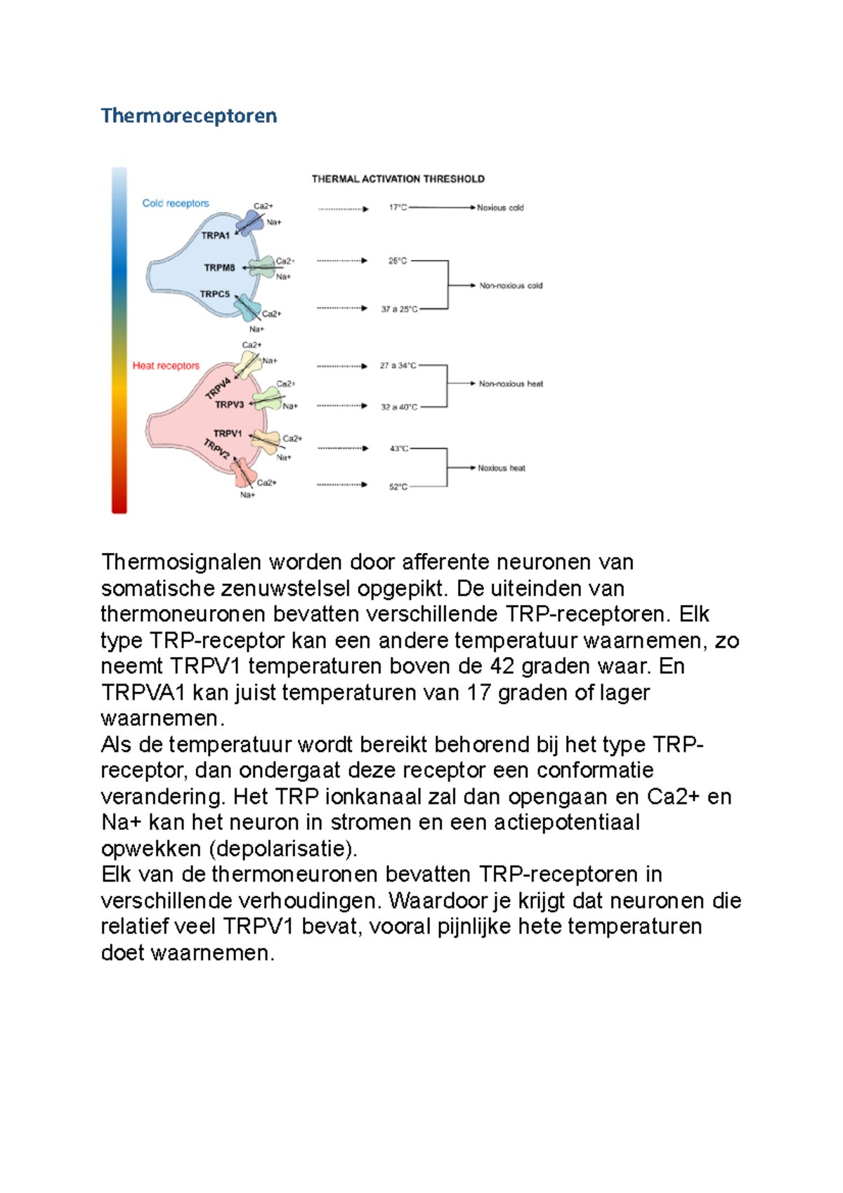 FF - Thermoreceptoren en Hun Rol in Temperatuurwaarneming - Studeersnel