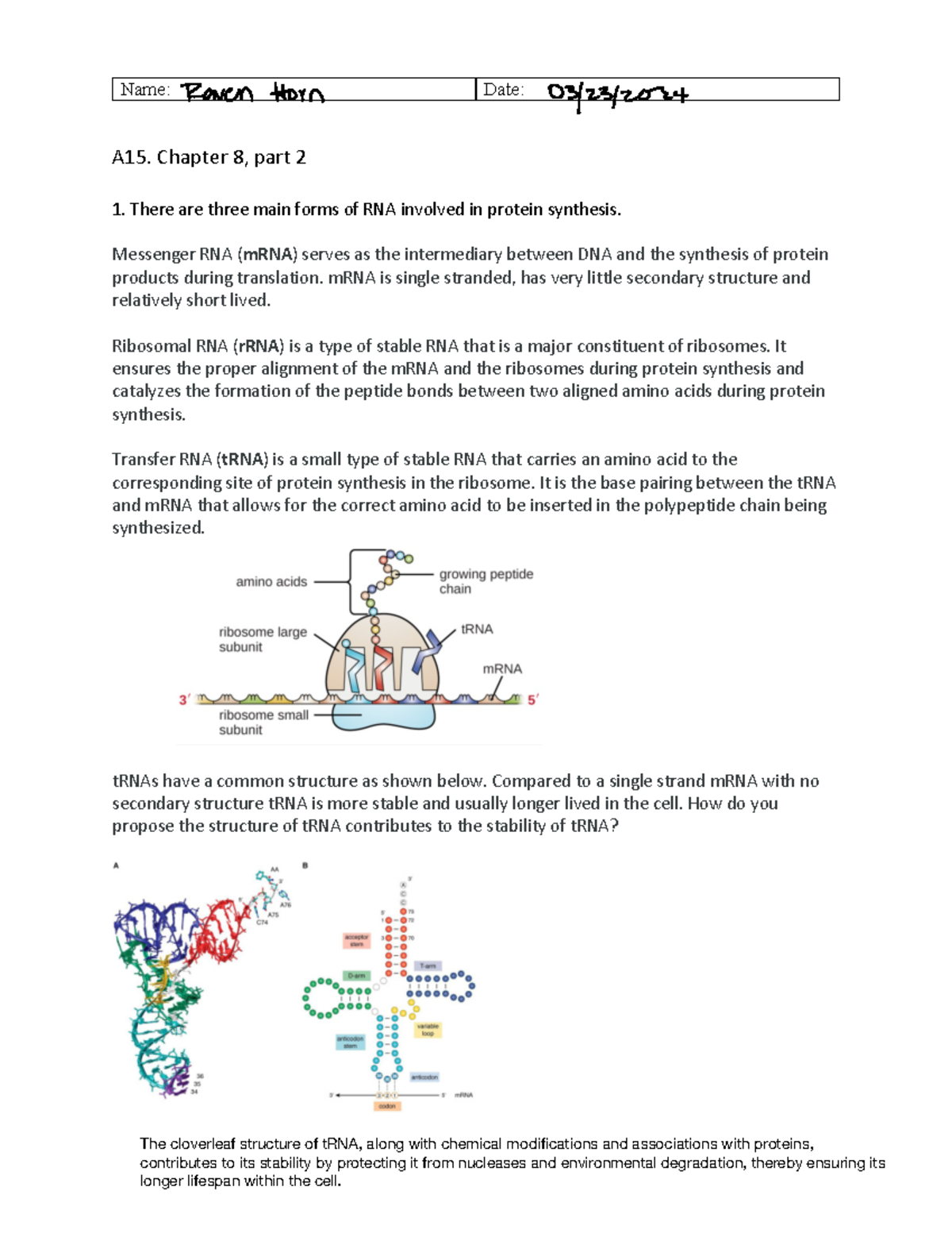 A15-CH8 Part 2: RNA Structures and Functions in Protein Synthesis - Studocu