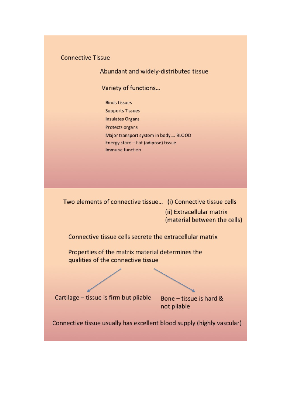 Connective Tissue Overview and Functions in Bio 101 - Studocu