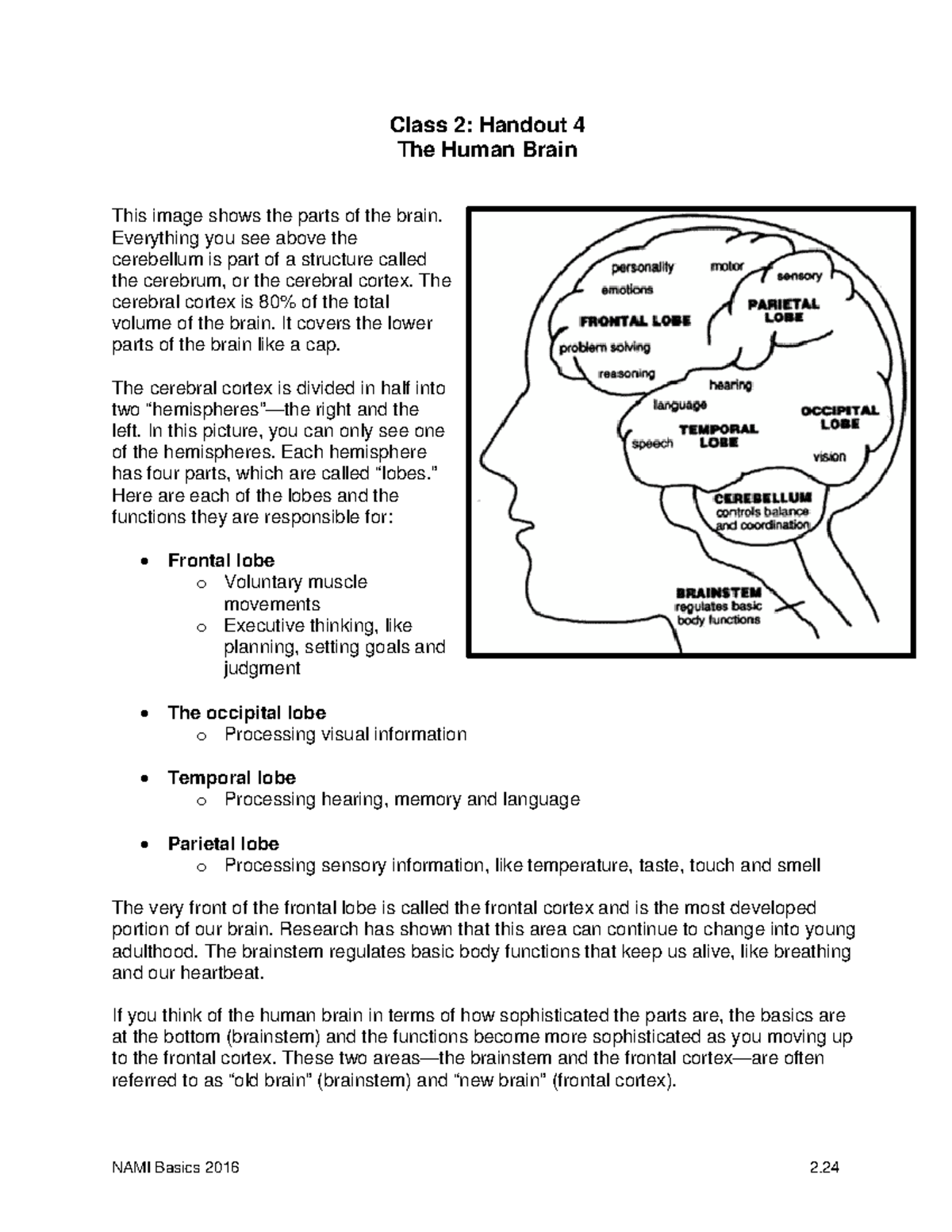 NAMI Basics 2016 - Class 2: Understanding the Human Brain - Studocu