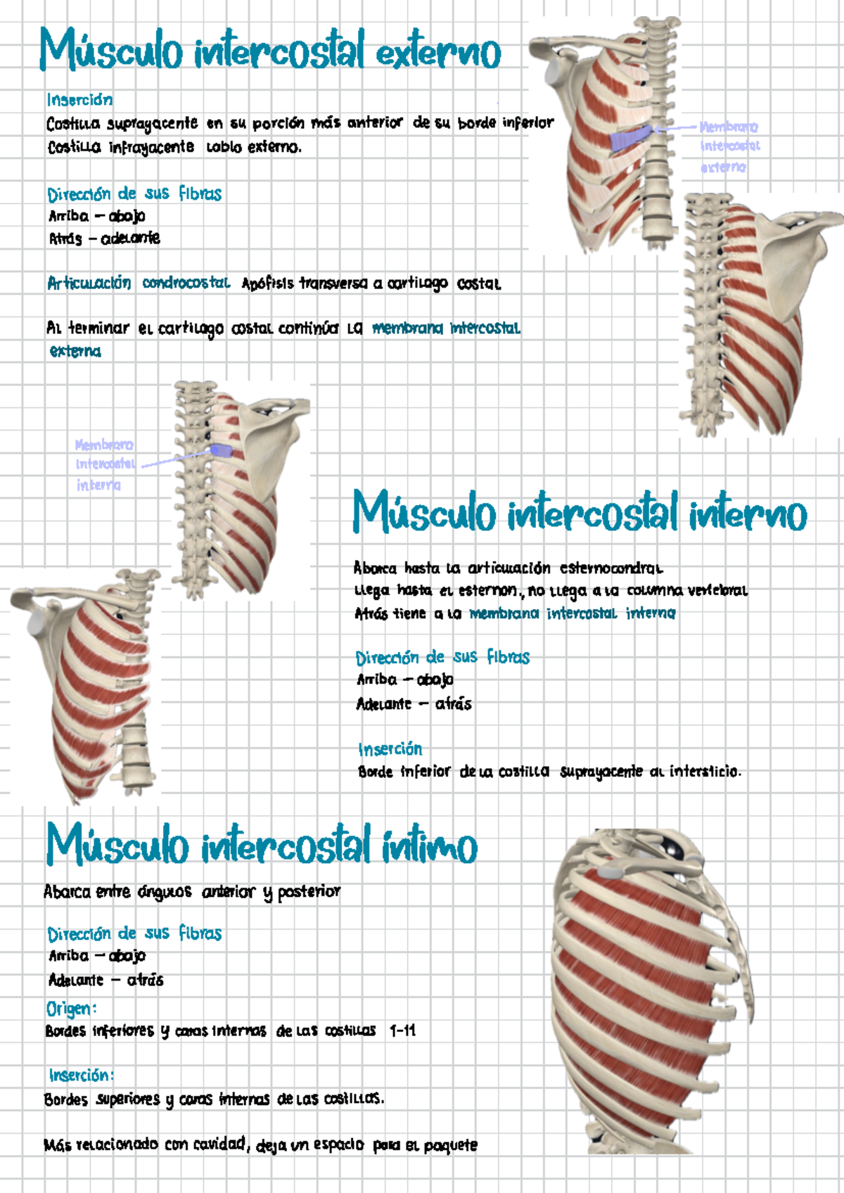 Músculos Intercostales: Anatomía y Estructura Detallada - Studocu