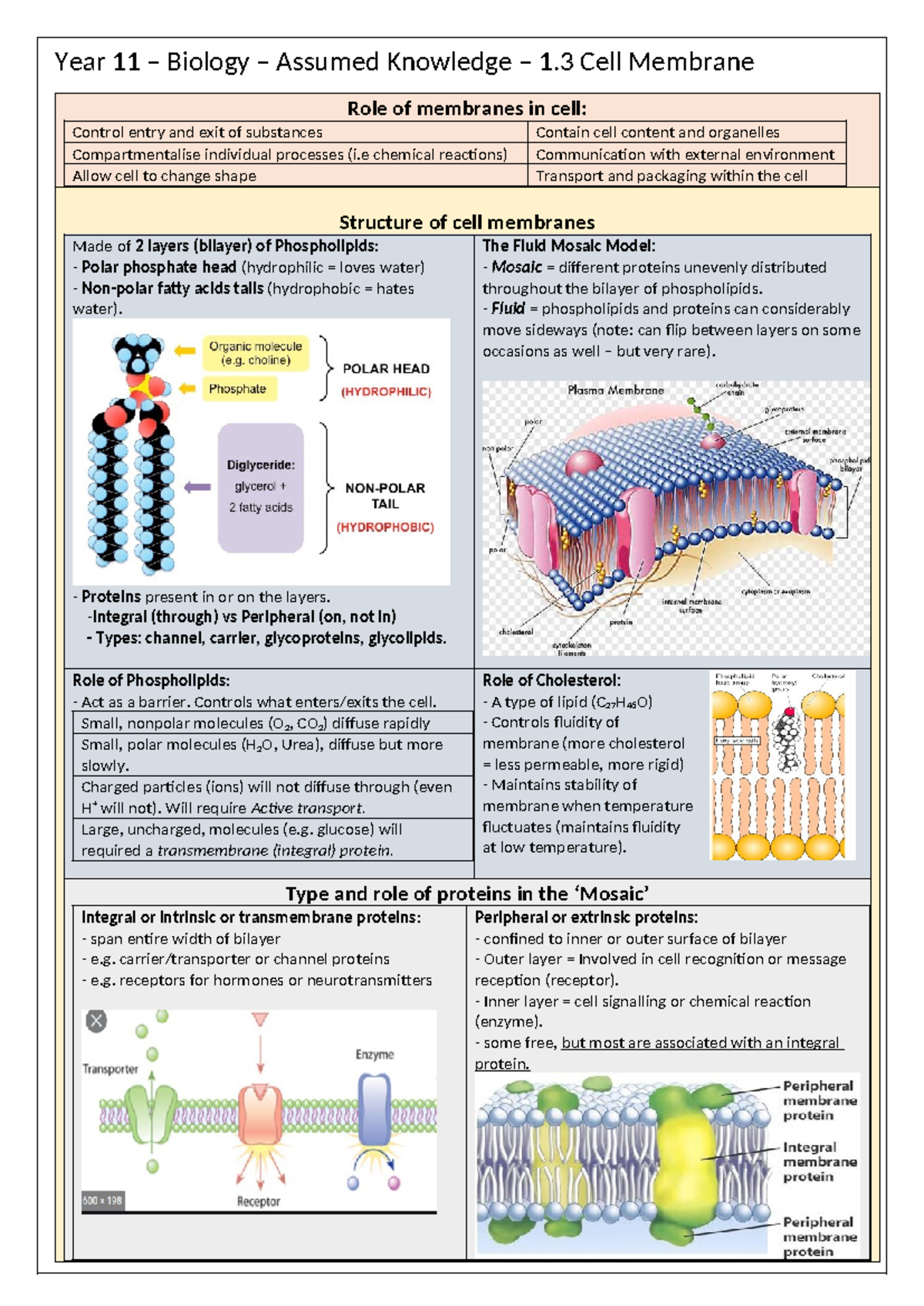 Year 11 Biology 1.3: Understanding Cell Membrane Functions - Studocu