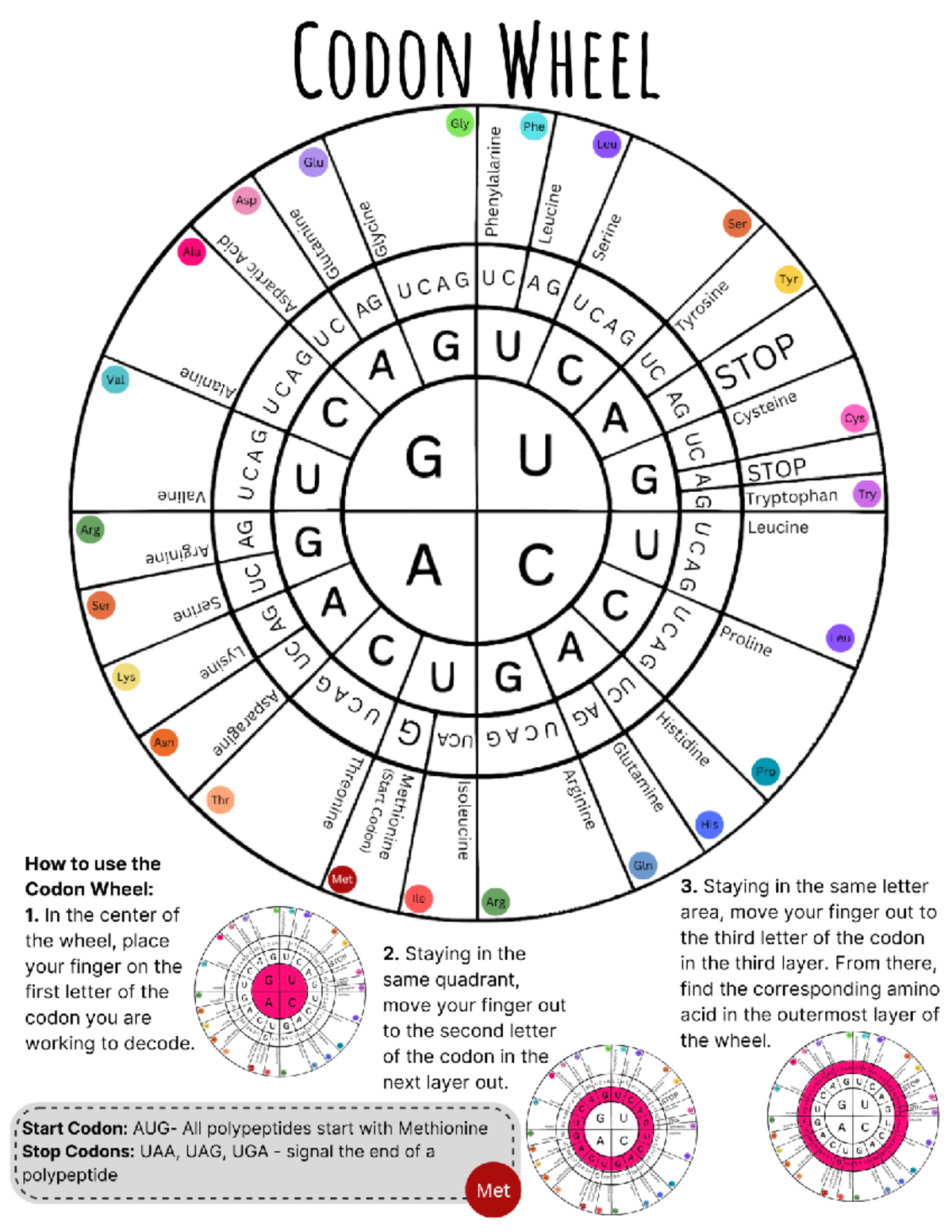 Codon Wheel Cheat Sheet for Biology (BIO 101) - Studocu