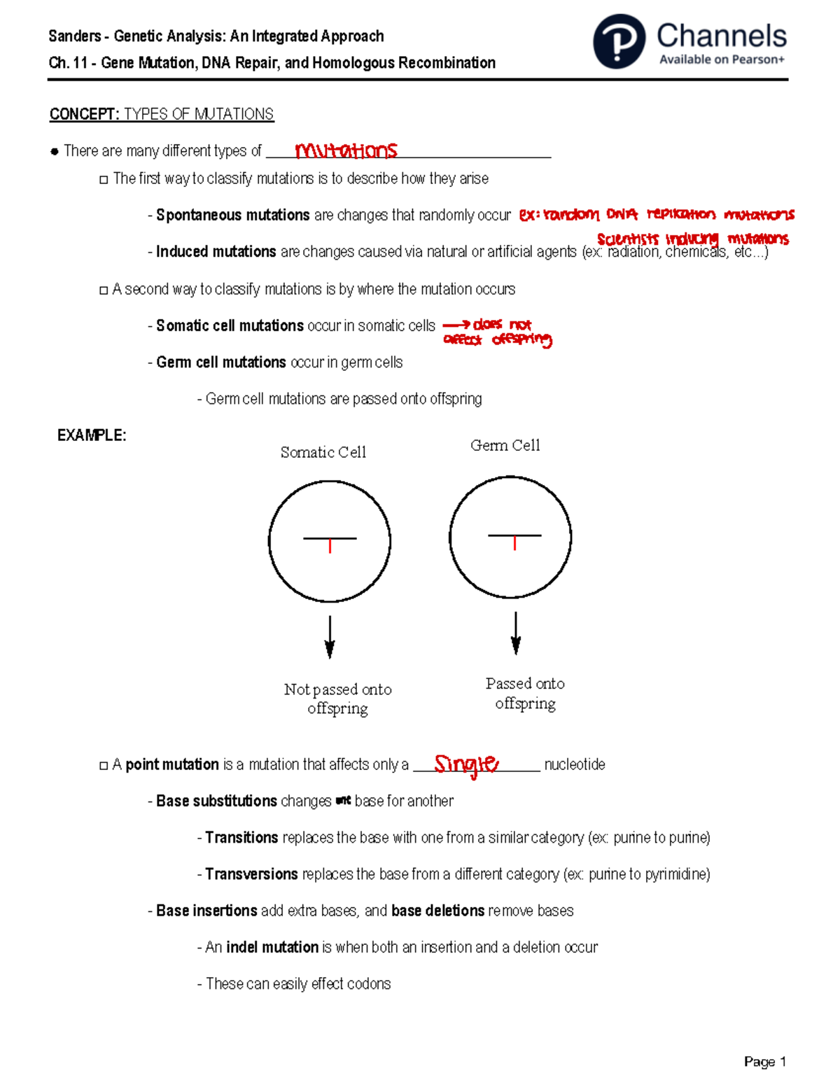 Genetic Analysis: Ch. 11 - Gene Mutation, DNA Repair, and Transposable ...