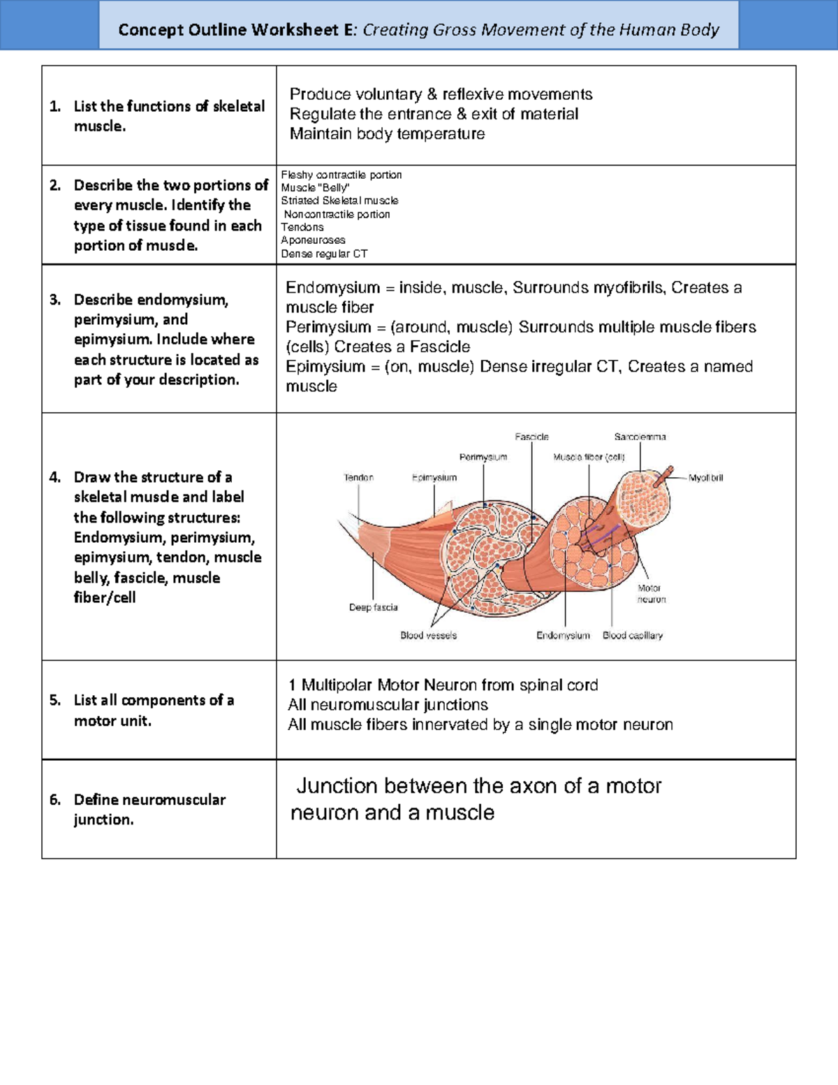 Concept Outline Worksheet E: Gross Movement of the Human Body - Studocu