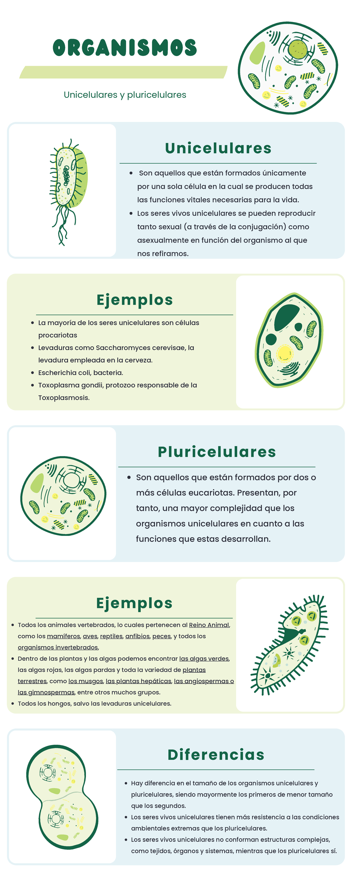 Infografía Biología: Tipos de Células Unicelulares y Pluricelulares -  Studocu