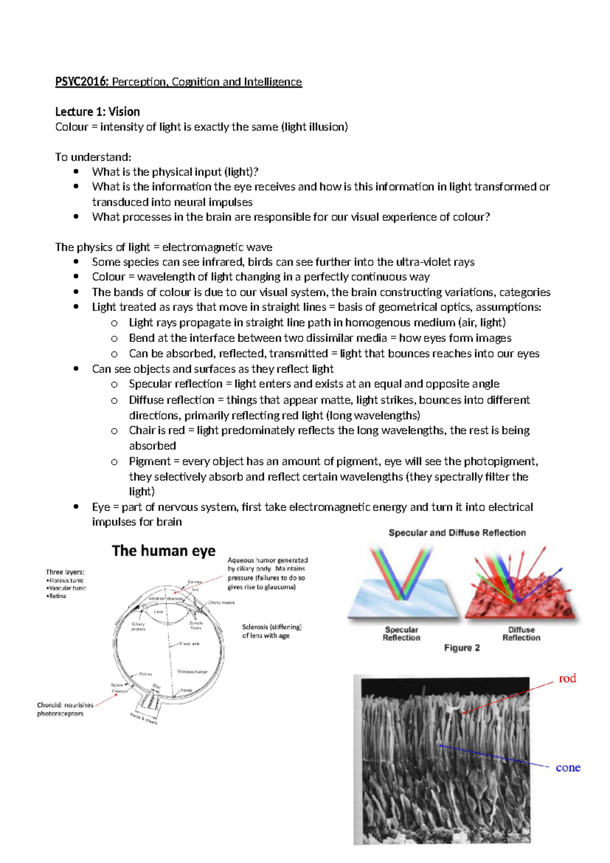 PSYC2016: Lecture Notes on Vision and Auditory Perception - Studocu