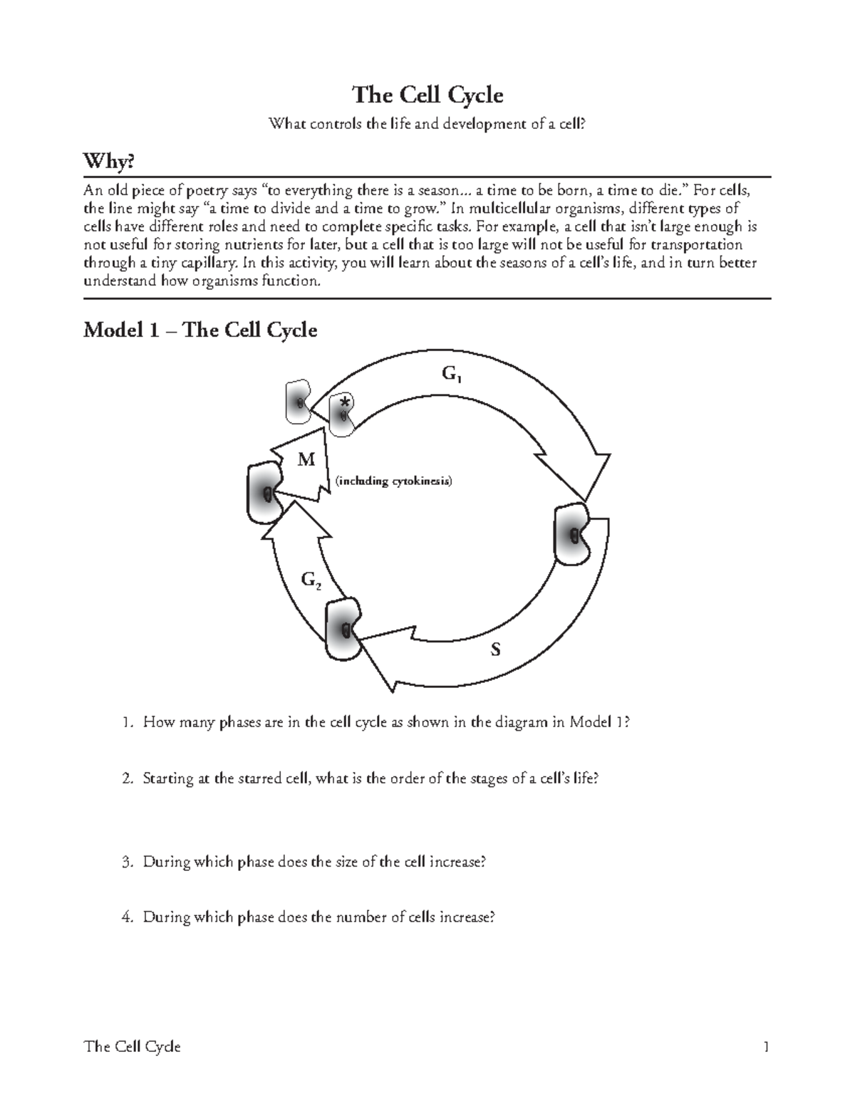 01 - Pogil - The Cell Cycle - The Cell Cycle 1 The Cell Cycle What ...