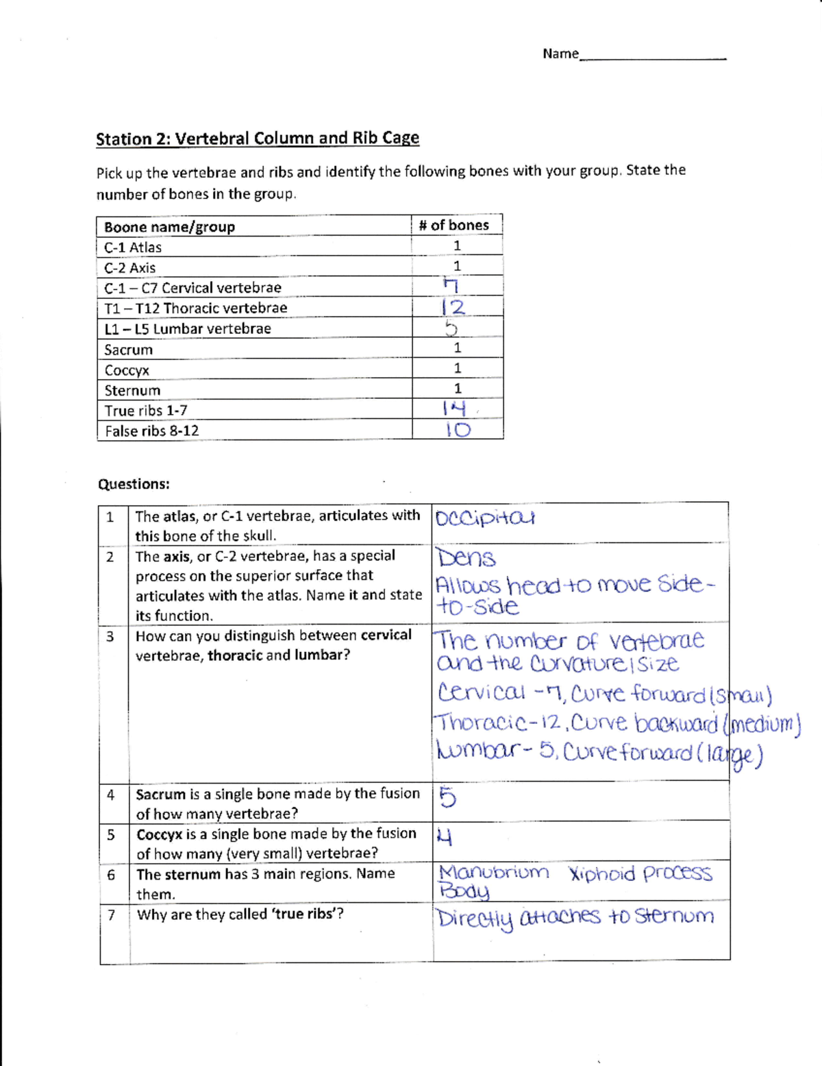 Anatomy & Physiology Lab 1 - Vertebral Column and Rib Cage Study Guide ...