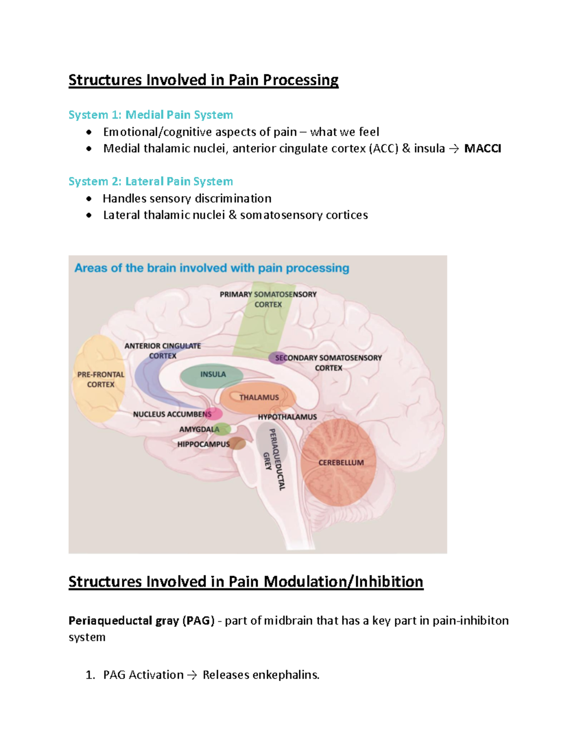 Pain Processing: Structures in Medial and Lateral Pain Systems - Studocu