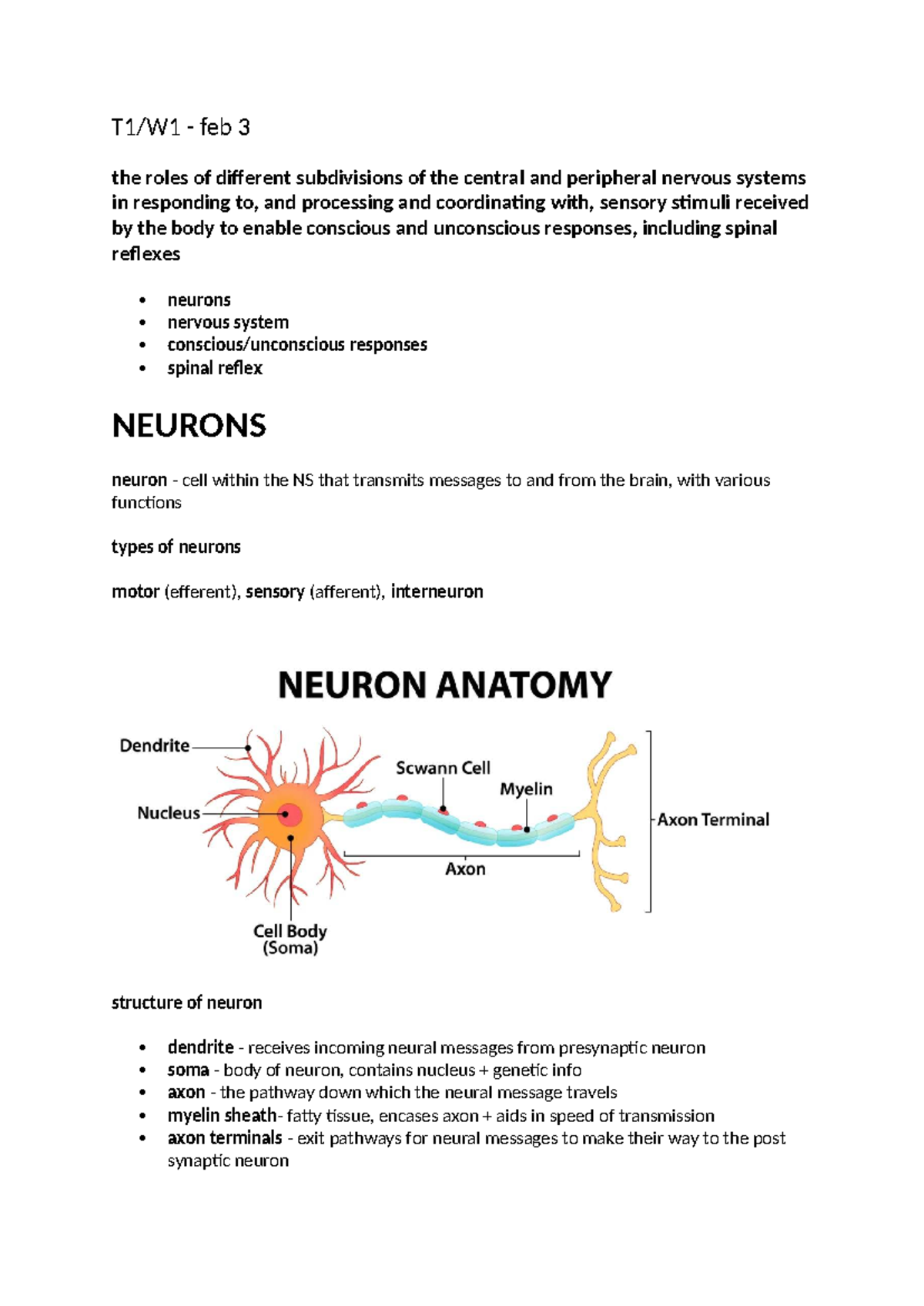 Nervous System Overview: Central & Peripheral Functions (T1:W1) - Studocu