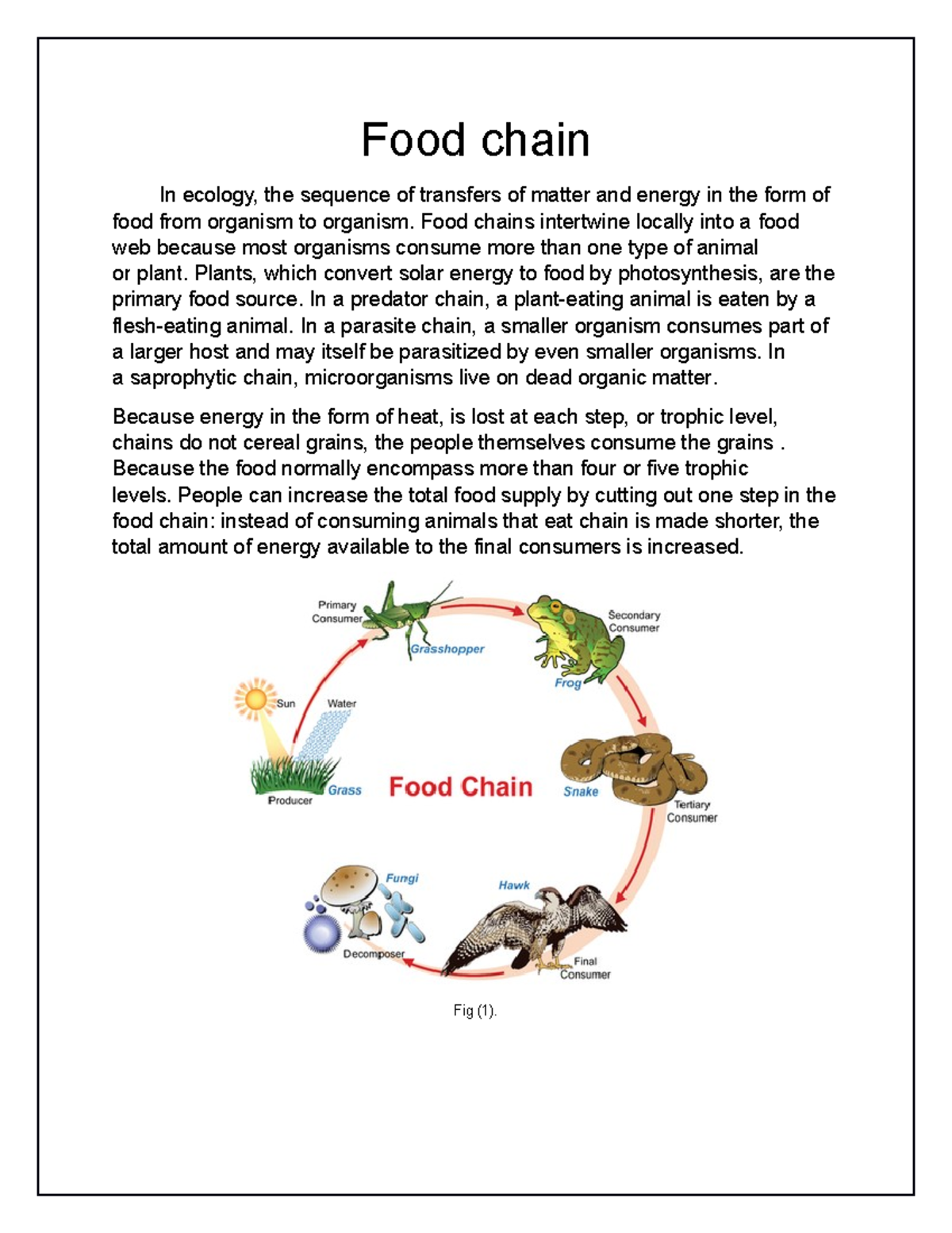 Food Chain Overview - Grade 10 Ecology Notes - Studocu