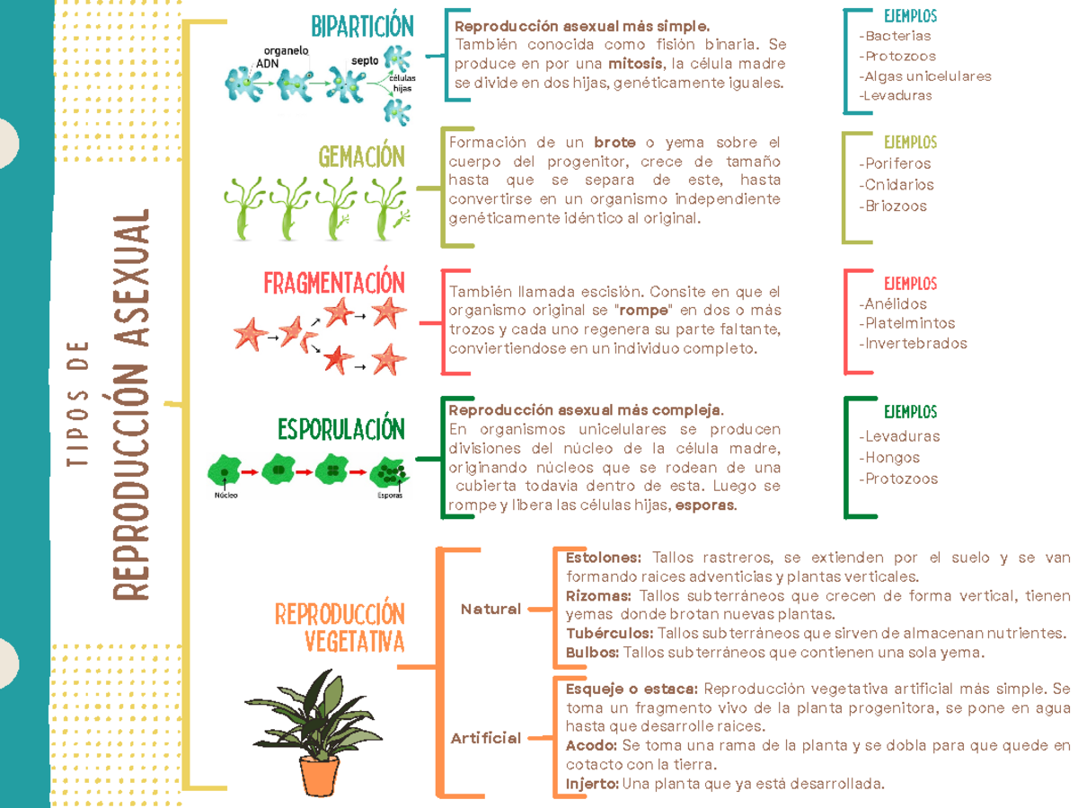 Cuadro sinóptico: Tipos de Reproducción Asexual y Vegetativa - Studocu