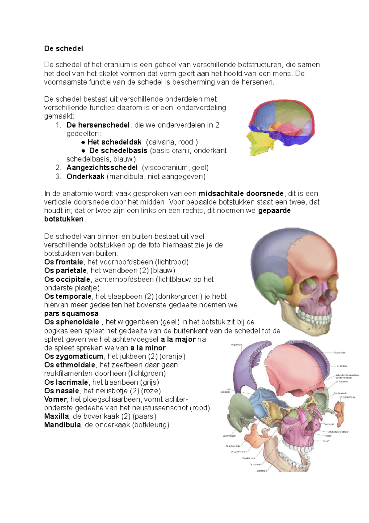 Functionele Anatomie van de Schedel: Lesmateriaal 2023 - Studeersnel