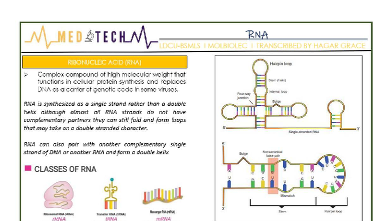 MOLBIO 101: Midterm Study Notes on RNA Structure and Function - Studocu