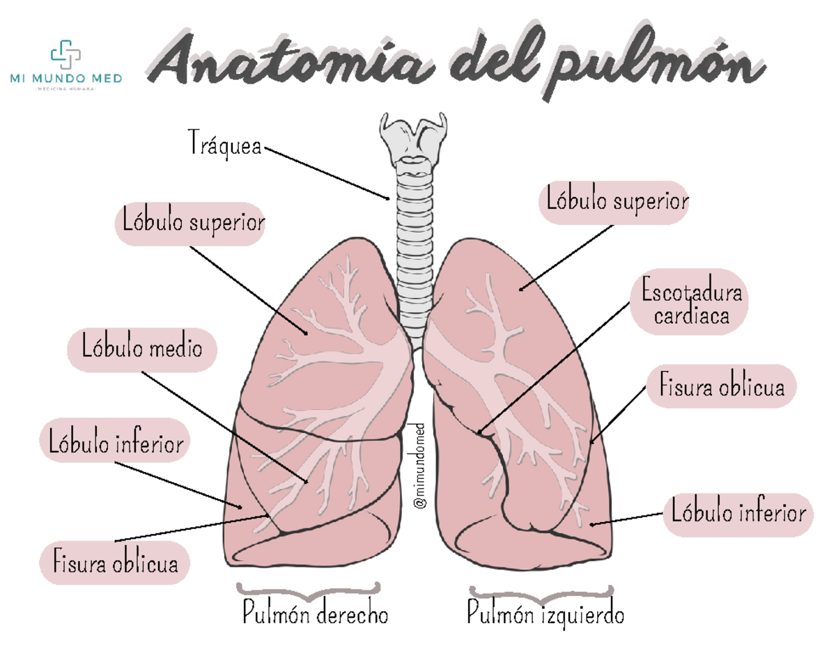 Anatomía de pulmón - ANATOMIA DEL PULMON - Anatomia 1 - Anatomía del  pulmónAnatomía del pulmón - Studocu, image size:1200x961