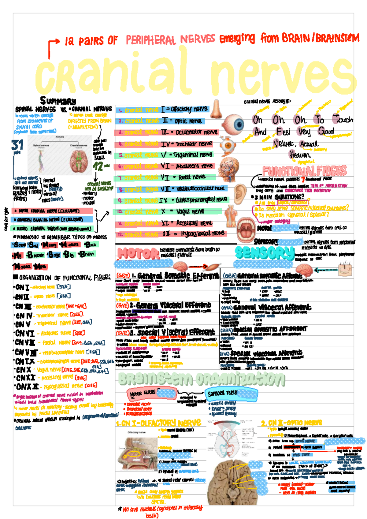 Anatomy CNS Notes: Cranial Nerves Overview (Course Code: ANAT 101 ...