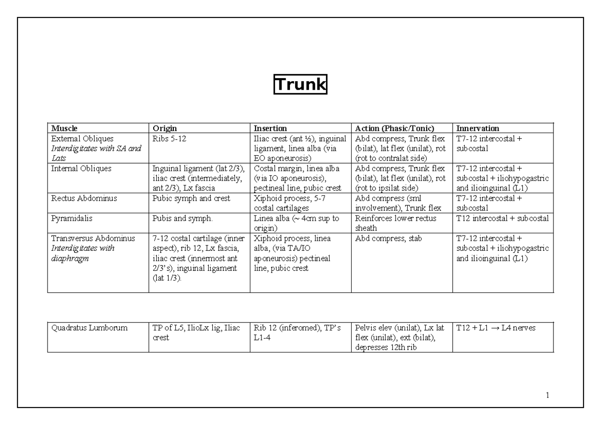 Anatomy of the Trunk Muscles: External & Internal Obliques, Rectus ...