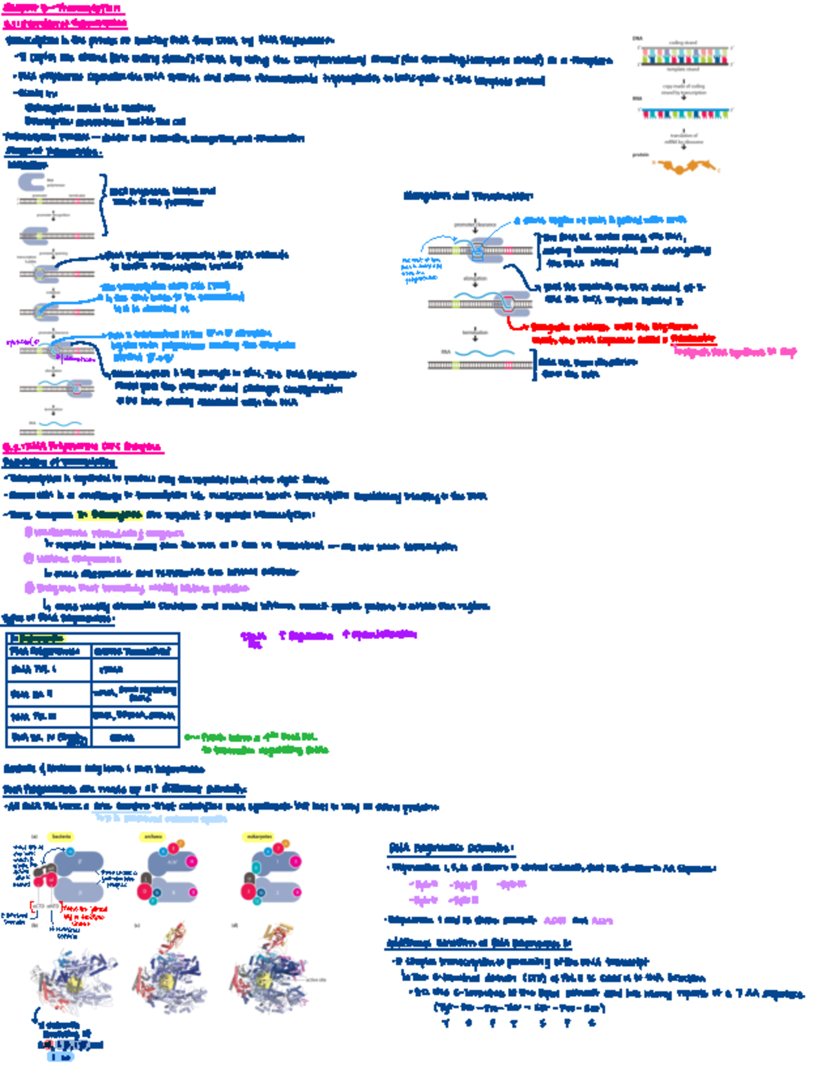 Transcription Mechanisms and Regulation in Eukaryotes and Prokaryotes ...