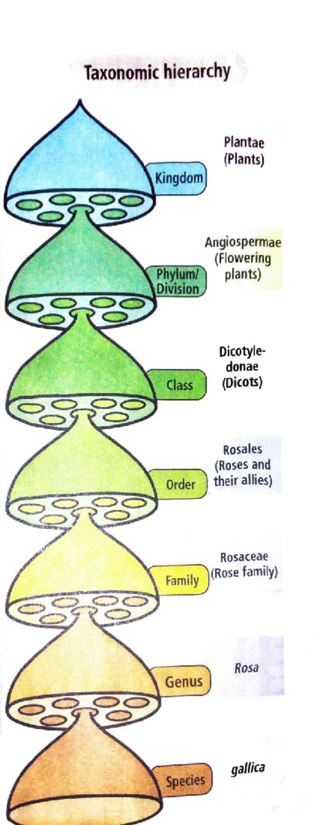 Texonomic hierarchy - Botany practical - Taxonomic hierarchy Kingdom ...