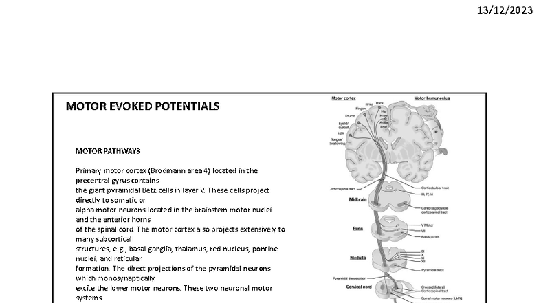 MOTOR EVOKED POTENTIALS (MEPs) & MOTOR PATHWAYS Overview - Studocu