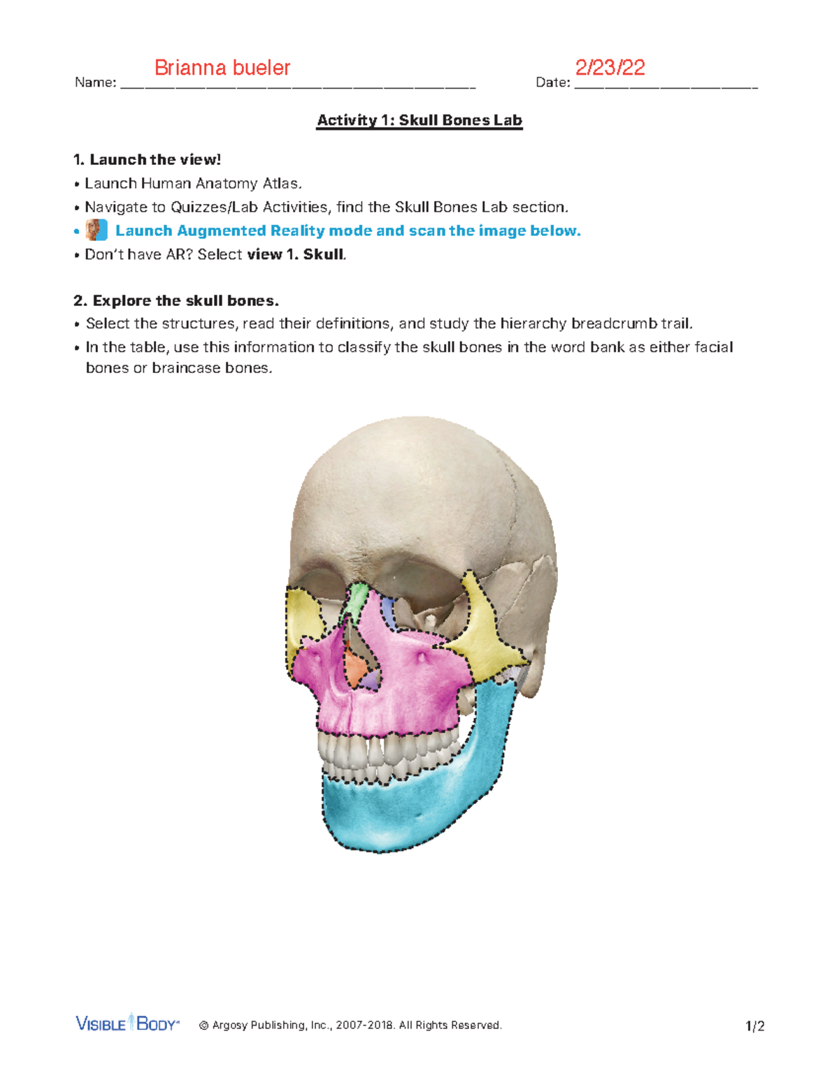 Skull Bones Lab Activity: Exploring Facial & Braincase Structures - Studocu