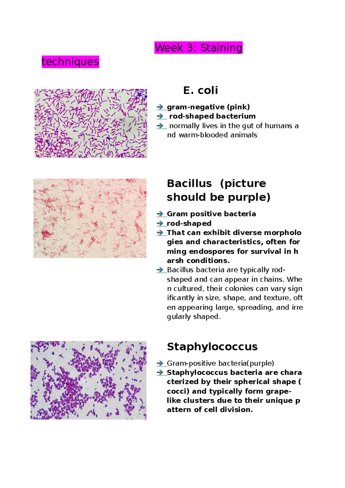 Week 3: Bacterial Staining Techniques and Characteristics - Studocu