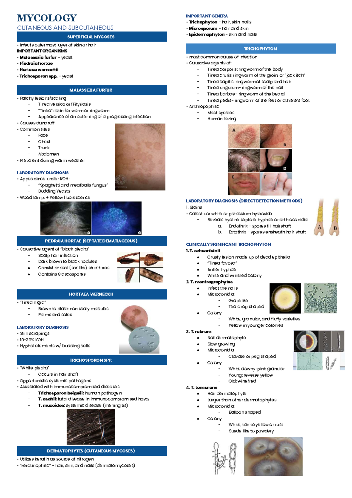 MYCO 101: Important Genera in Cutaneous and Subcutaneous Mycoses - Studocu
