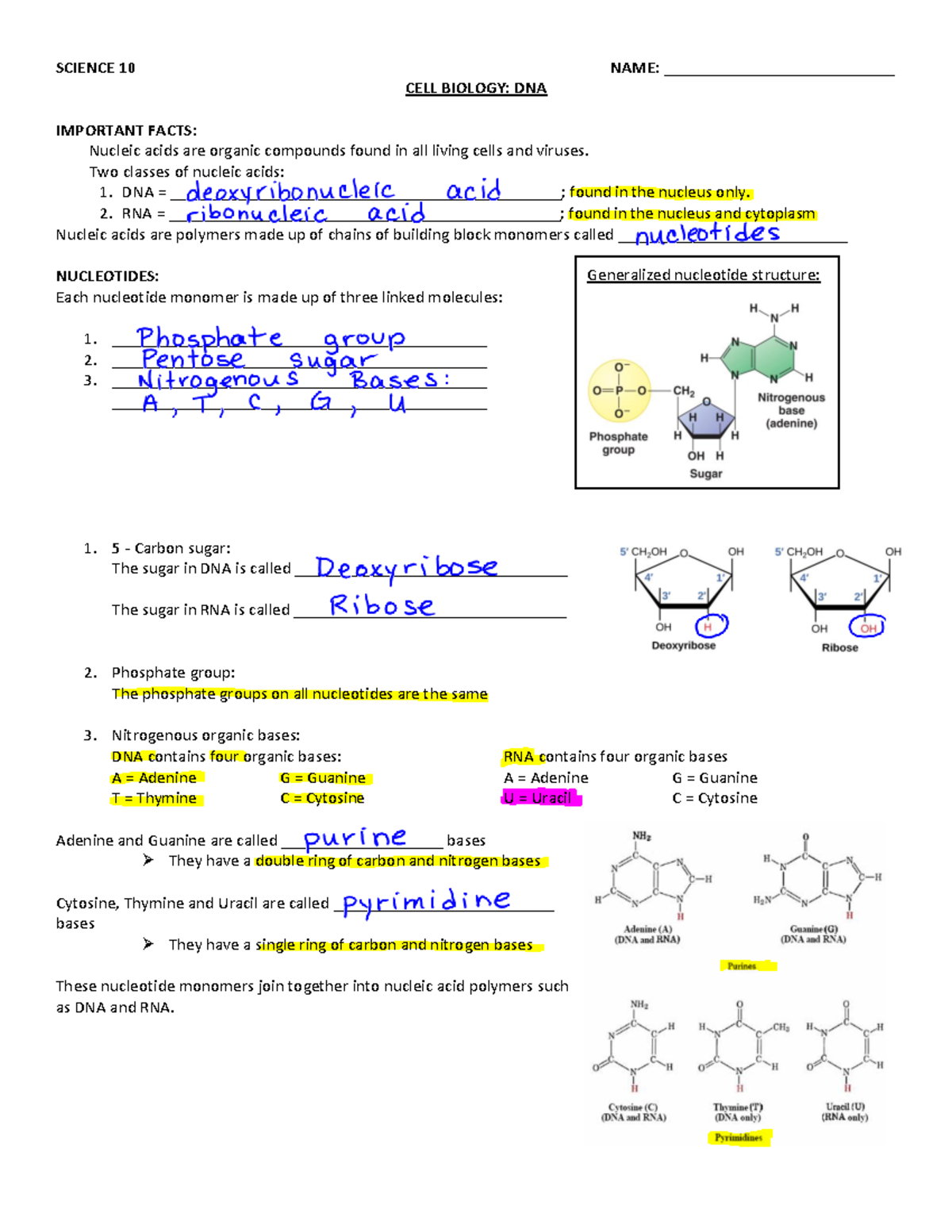 Molecular Biology: Protein Synthesis and Gene Mutations Notes (SCI 10 ...