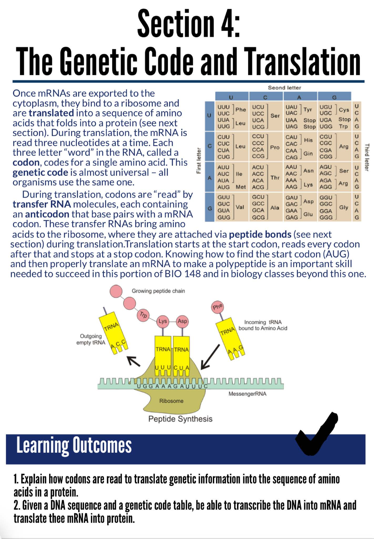 Unit 3: Section 4 - The Genetic Code & Translation Notes - Studocu