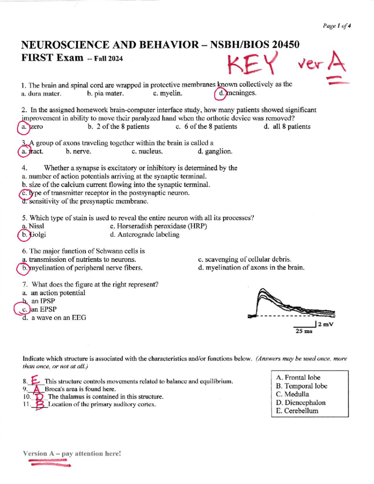 Neuroscience and Behavior Exam Questions - NSBHIBIOS 20450 - Studocu