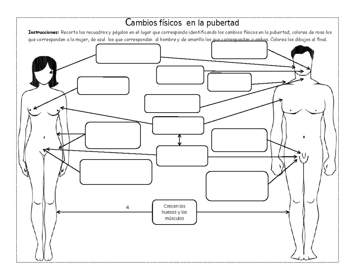 Cambios Físicos y Emocionales en la Pubertad - Studocu