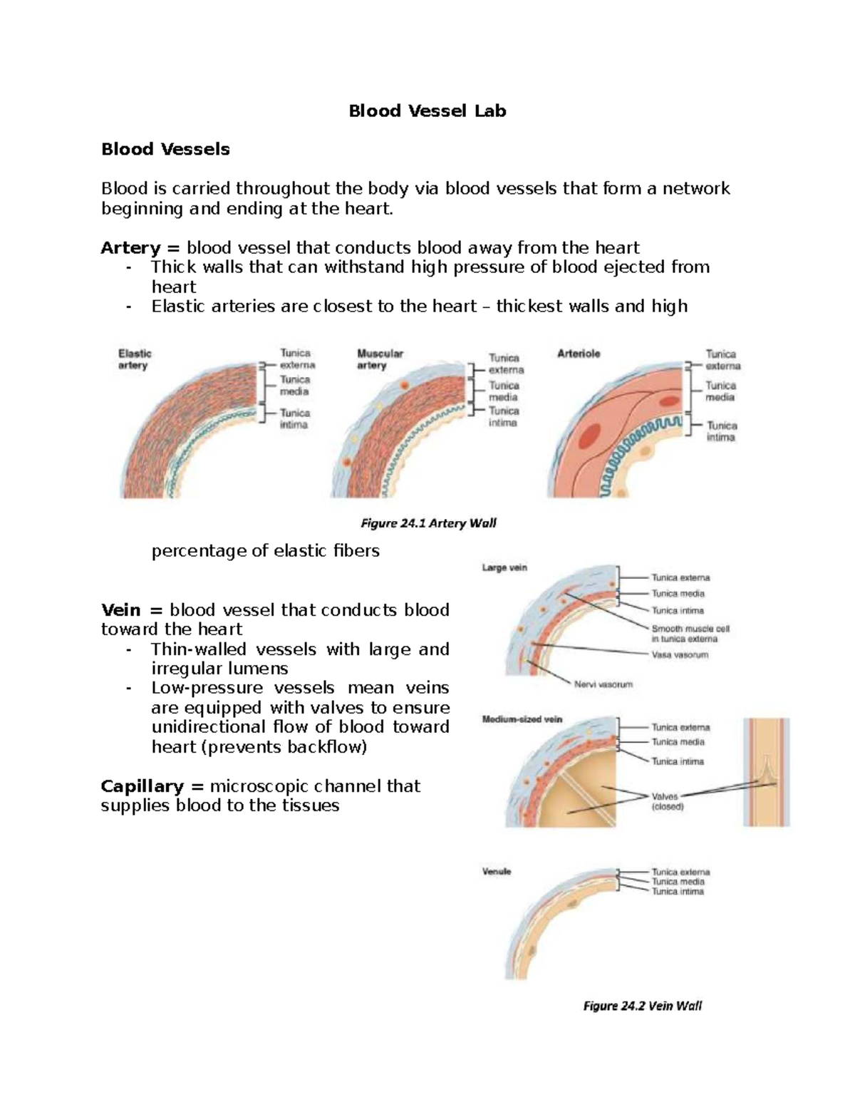 Blood Vessel Lab Study Guide: Understanding Circulation and Structure ...