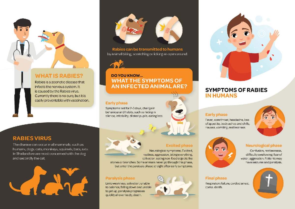 ENG Rabies Brochure (Back) 2025: Understanding Transmission & Symptoms ...