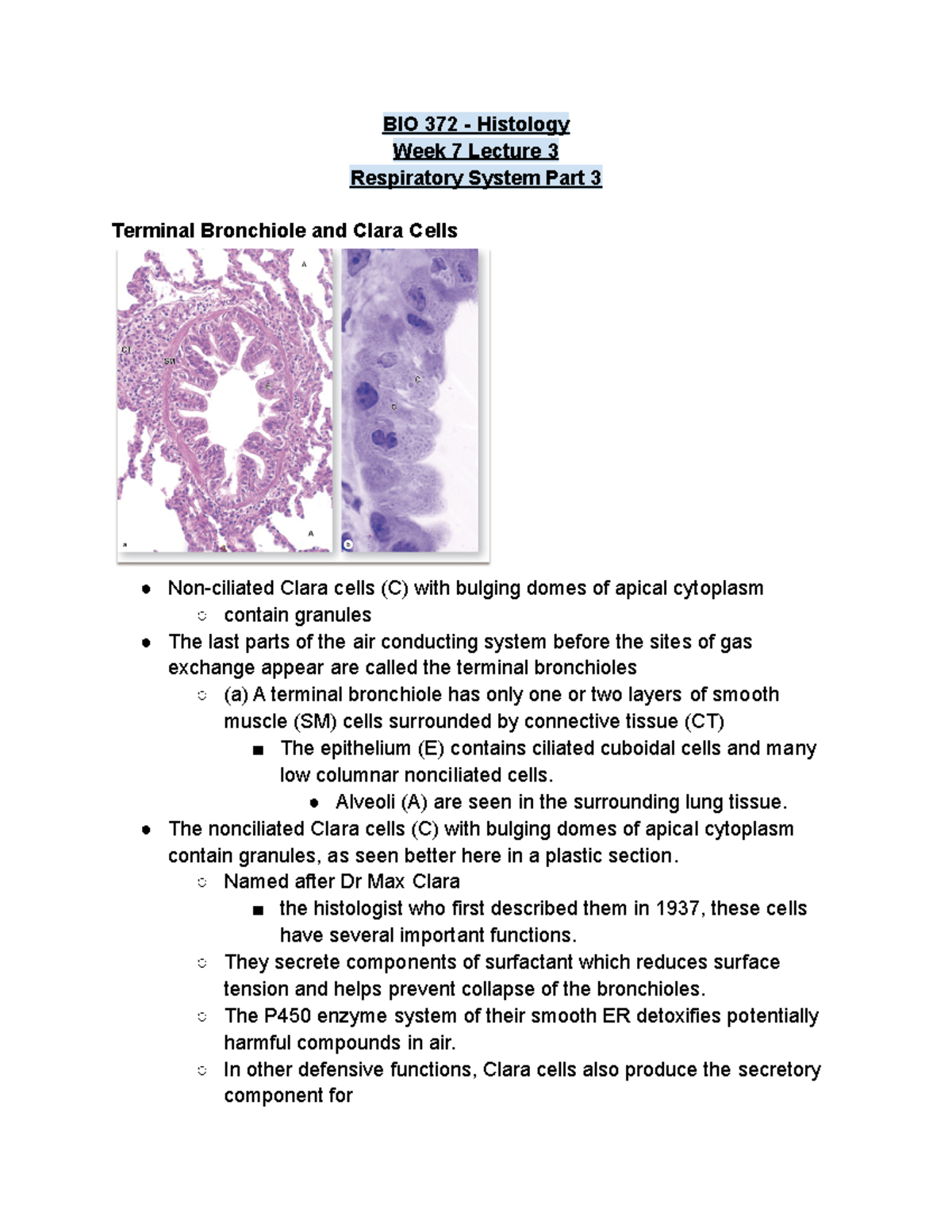 Clara Cells Histology