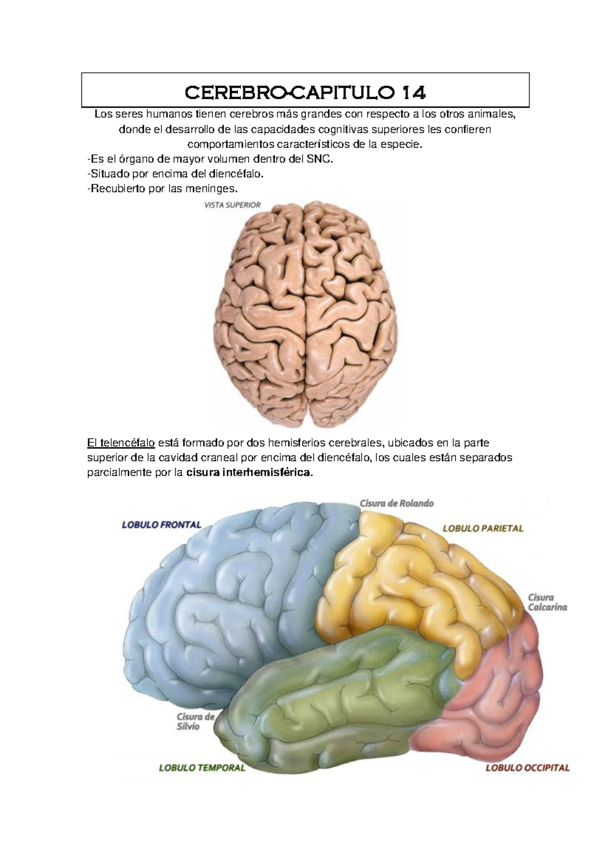 Cerebro IRM tridimensional : anatomía normal | e-Anatomy, image size:1200x1696