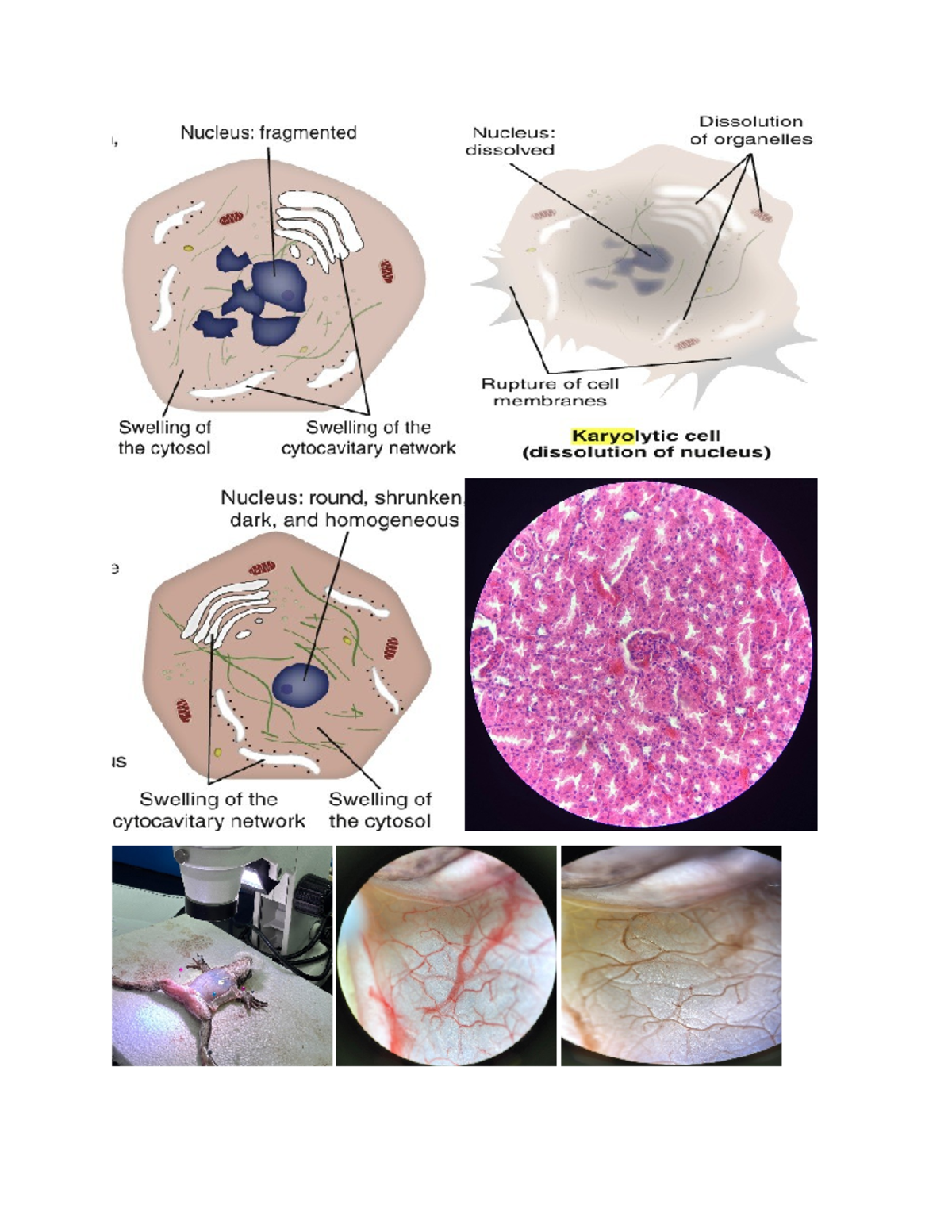 PATO 101: Necrosis Preparation Notes and Cell Injury Insights - Studocu