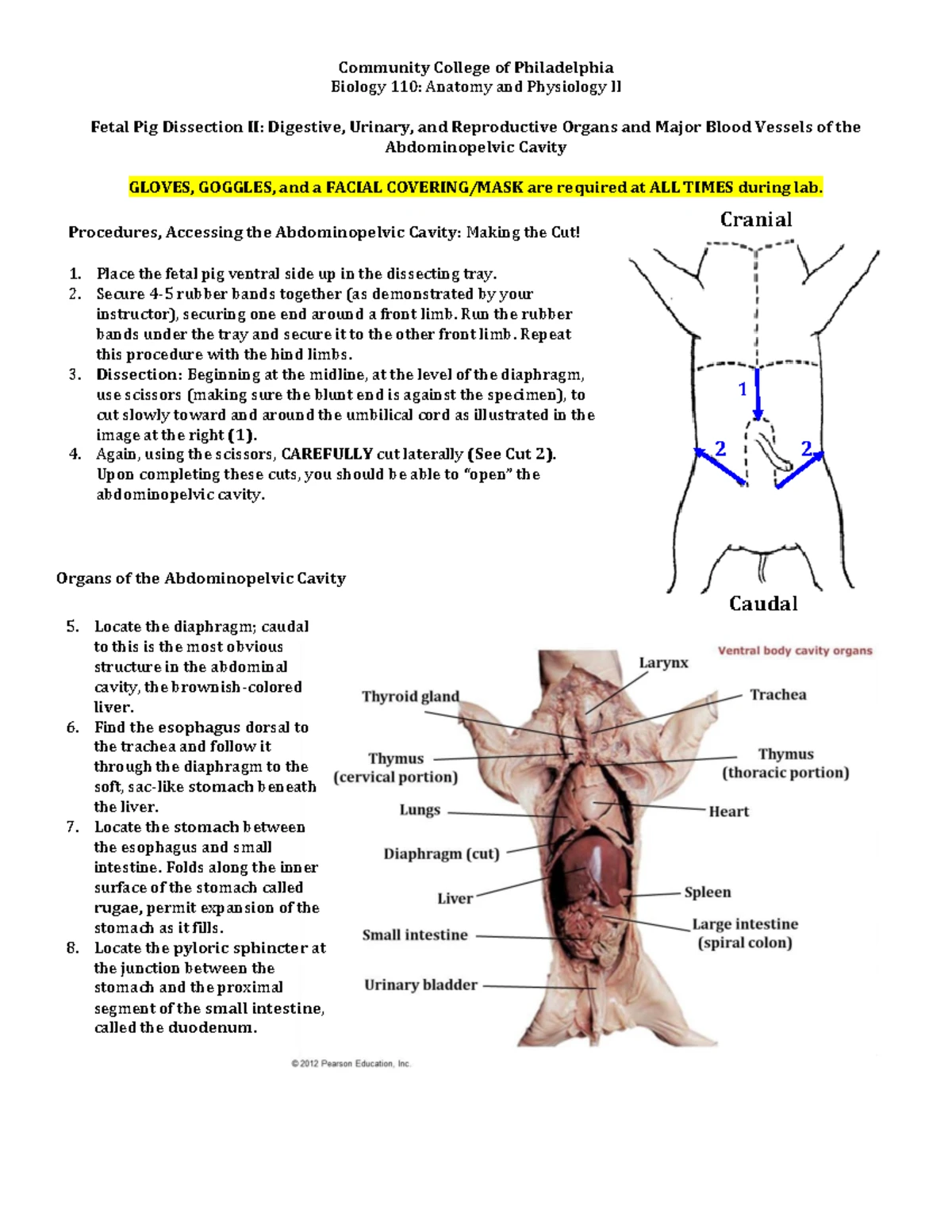 Lab #7 - Comprehensive Study on the Digestive System Anatomy - Studocu