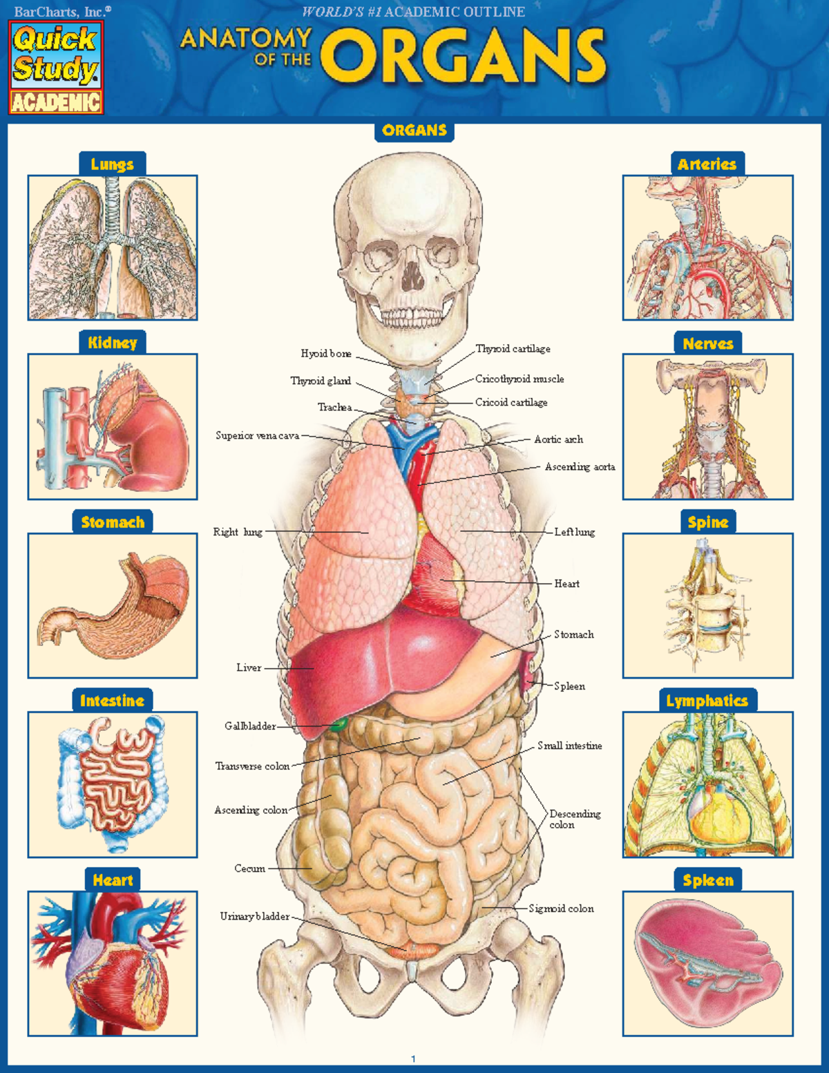 Anatomy Overview: Organs, Systems, and Structures - Studocu